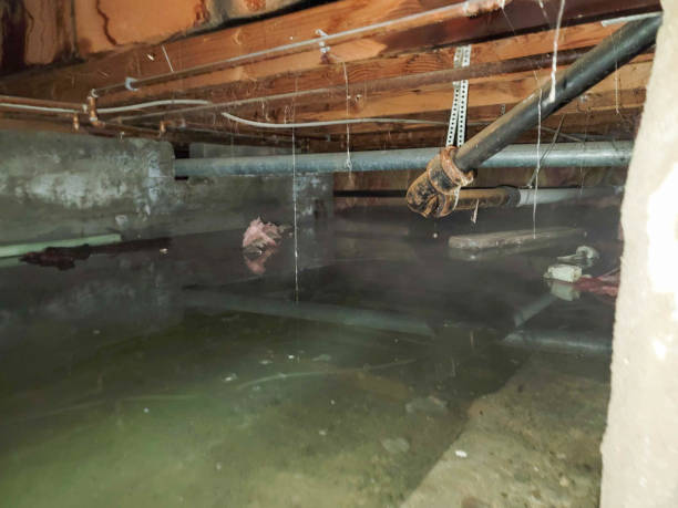 Best Local water damage restoration  in Glendale Heights, IL